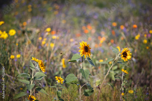 Sonnenblumen Bienenwiese bunt © Susann Bausbach