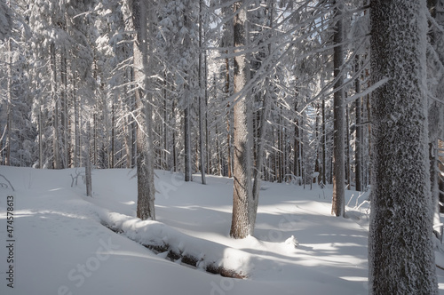 Snowy forest from the inside