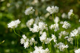 White flowers with a blurry bokeh background.