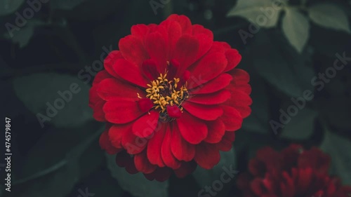 The flower slowly approaches and turns