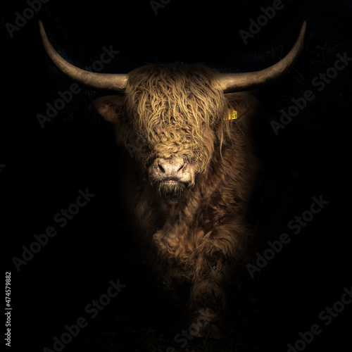 close up of a bull (bos taurus) 