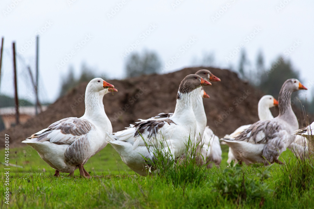 Mother father goose and her cubs Mother father goose and her cubs