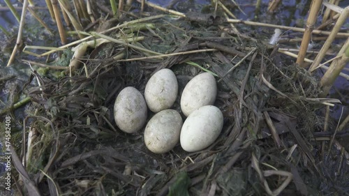 Bird's Nest Guide. Nidology. Slavonian grebe (Podiceps auritus) floating nest in reed beds of southern eutrophic lake with abundance of common reed (Phragmites australis) among gull colony photo