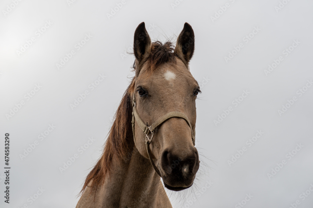 A closeup of a chestnut brown adult horse with a braided mane, white spot on its head and beautiful dark eyes. The domestic animal is wearing a bridle. There's snow on the animal's mouth and whiskers.