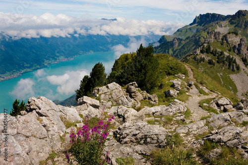 The Brienzersee (Lake Brienz) from the Panoramaweg on the heights of Schynige Platte, Kanton Bern, Switzerland: foreground shows Rosebay Willowherb (Epilobium angustifolium) photo
