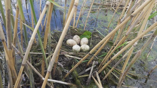 Bird's Nest Guide. Nidology. Great-crested grebe (Podiceps cristatus) floating nest in reed beds of southern eutrophic lake with abundance of common reed (Phragmites australis) photo