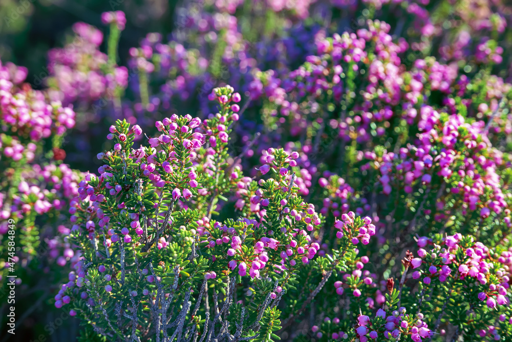 Fototapeta premium Blooming heather flowers