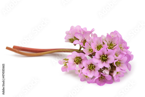 Bergenia crassifolia flowers photo