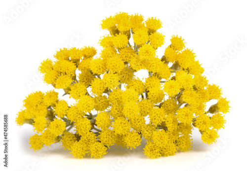 Helichrysum flowers photo
