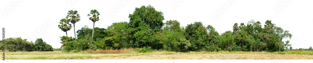 Obraz premium View of a High definition Treeline isolated on a white background