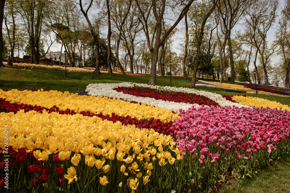 Colorful Tulips At Emirgan Park, Istanbul