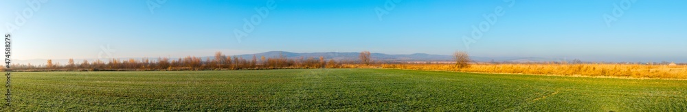 Panorama of autumn tree on a large lawn.