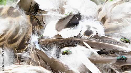 Flies on feathers of birds, plucked poultry. European green blowfly (Lucilia sericata) and Bluebottle blowfly (Calliphora erythrocephala). They are carriers of microbes and eggs of parasitic worms photo