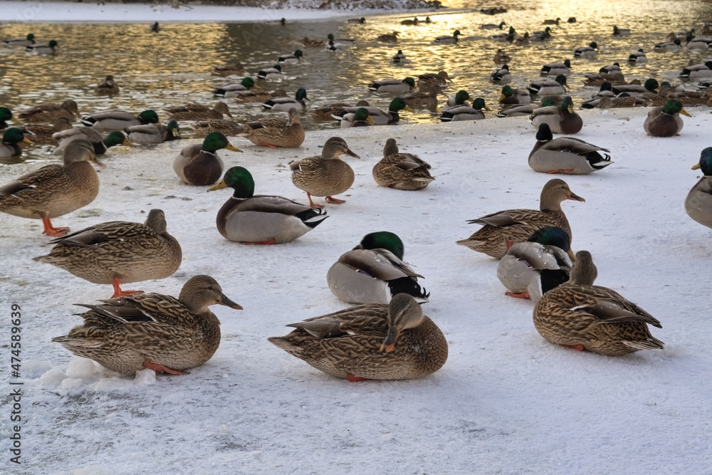 Fototapeta premium A flock of wild ducks on the lake. Many wild ducks swim in the winter lake. A flock of ducks in the water.