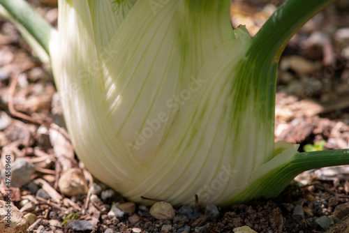 A fennel bulb growing in rich soil. The base of the vegetable is white with green veins through the base. The top of the vegetable has dark green leaves. The plant is growing in rich healthy soil. 
