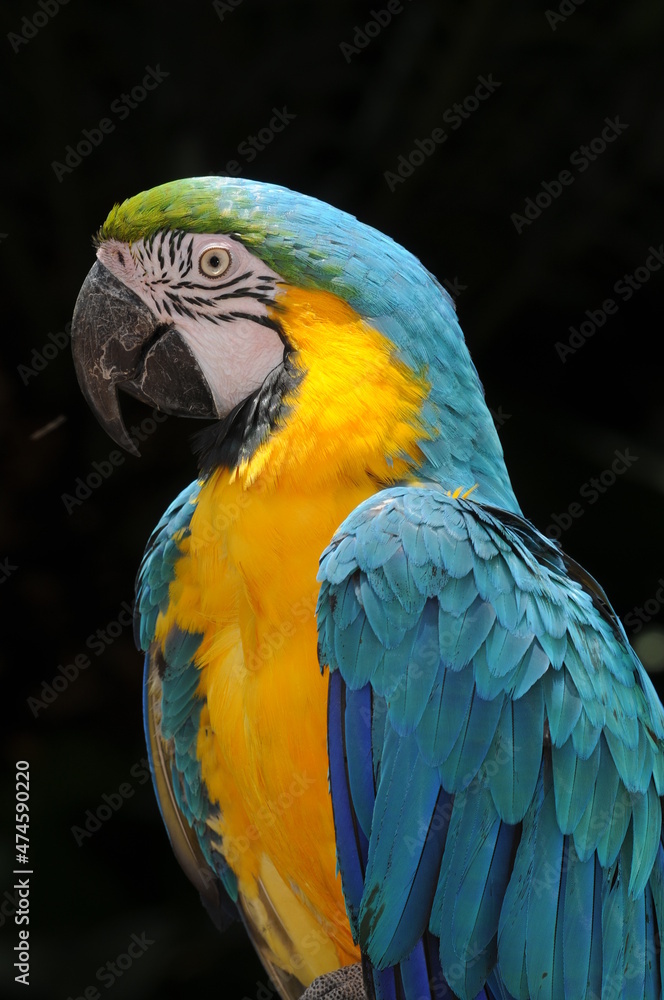 Naklejka premium blue and yellow macaw