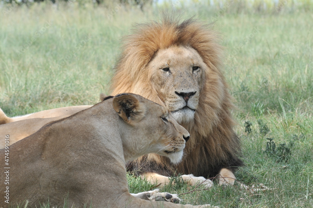 Lion and lioness. Johannesburg, South Africa Lion and lioness. Johannesburg, South Africa