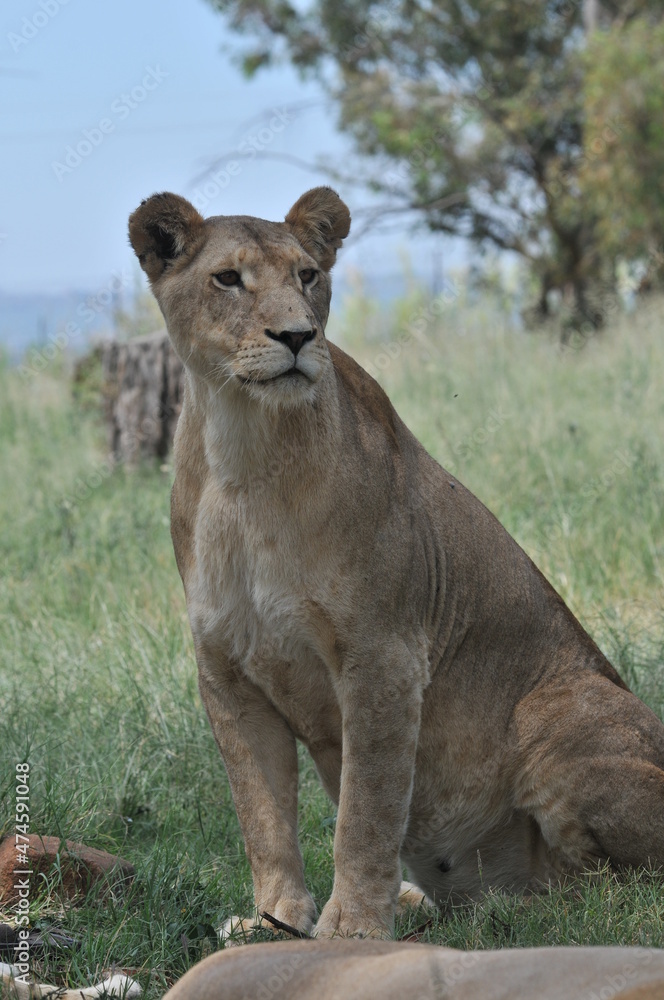 lioness and cubs lioness and cubs