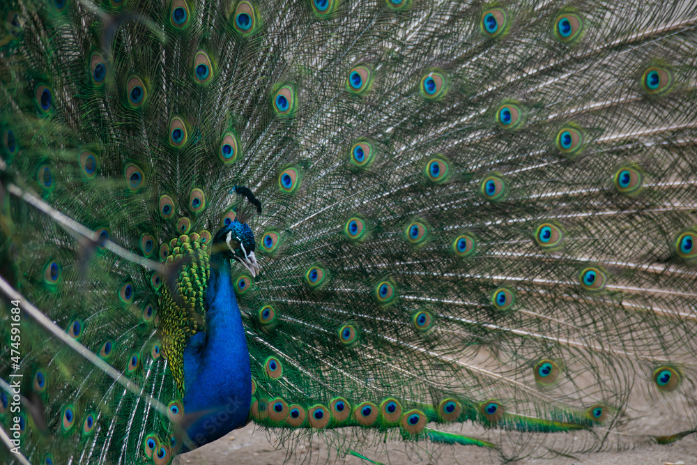 Obraz premium peacock with feathers out