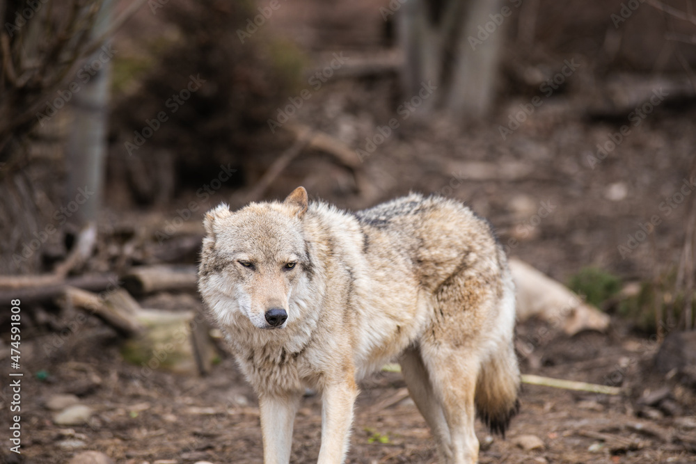 Fototapeta premium gray wolf lupus