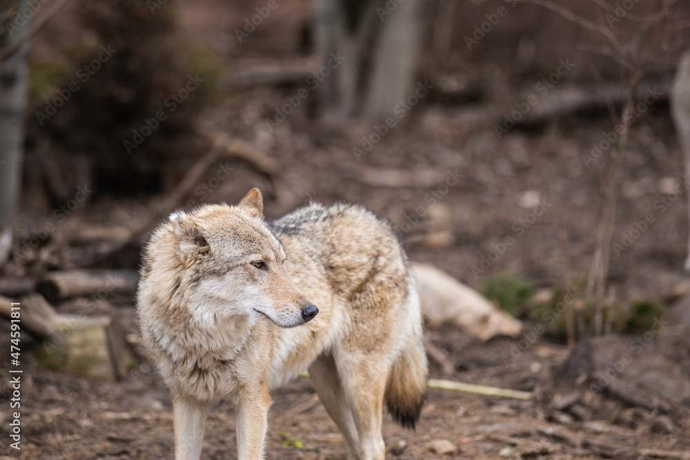 wolf in the woods wolf in the woods