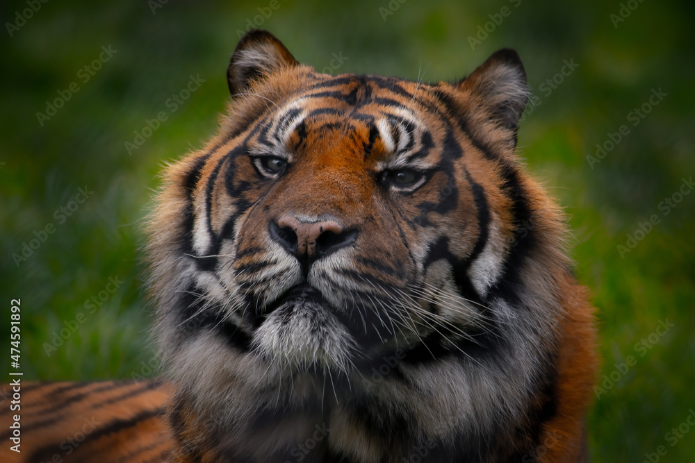 Closeup portrait of a Siberian tiger in the nature Closeup portrait of a Siberian tiger in the nature
