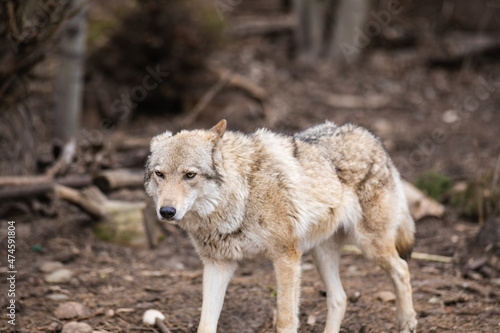 gray wolf lupus