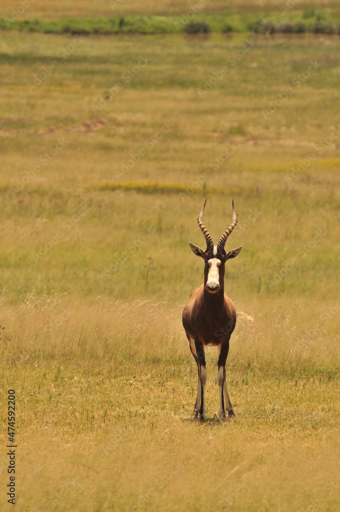 Fototapeta premium impala in the savannah