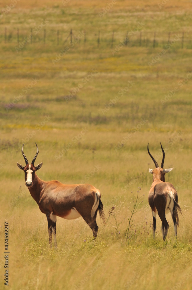 Naklejka premium impala in the savannah