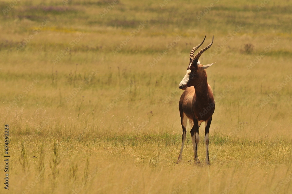 Obraz premium impala in the savannah