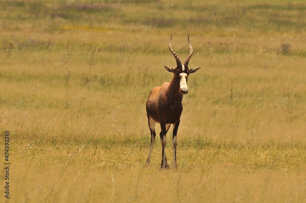 Obraz premium impala in the savannah