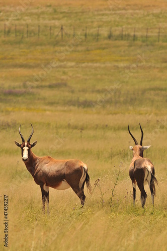 impala in the savannah