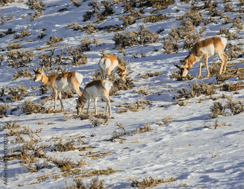 herd of antelope in winter