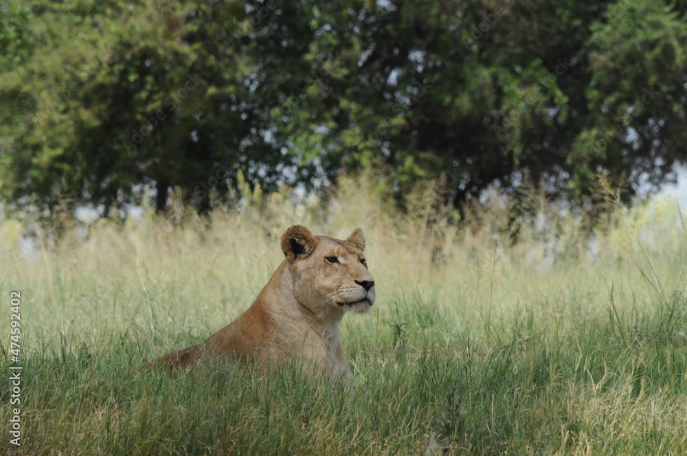 Lioness and cubs. Johannesburg South Africa Lioness and cubs. Johannesburg South Africa