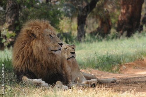 Lion and lioness. Johannesburg  South Africa