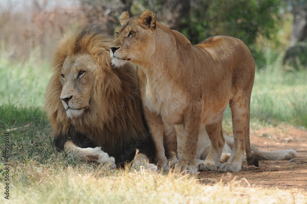Lion and lioness. Johannesburg, South Africa Lion and lioness. Johannesburg, South Africa