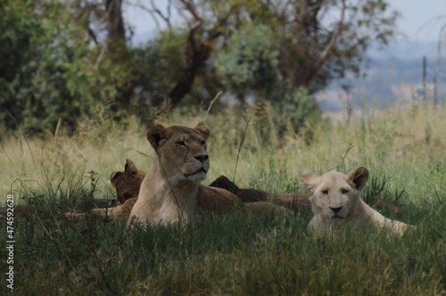 Lioness and cubs. Johannesburg South Africa