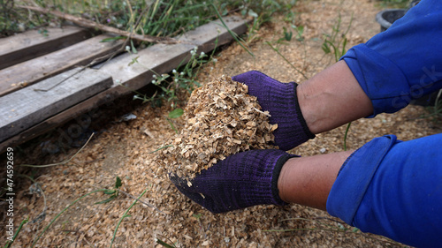 Hand holding sawdust to make compost for garden planting.