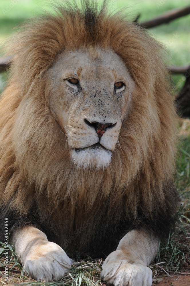 portrait of a lion. 