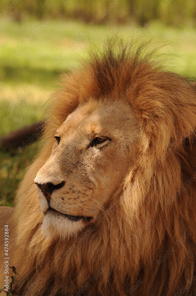 portrait of a lion. 