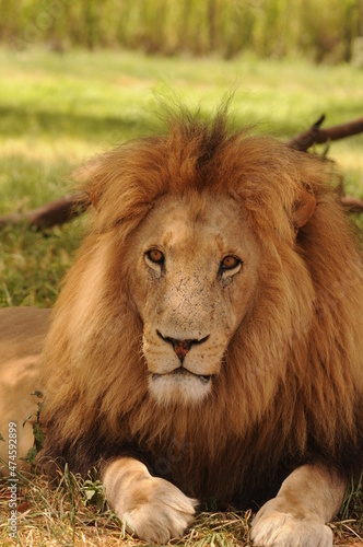 portrait of a lion. 