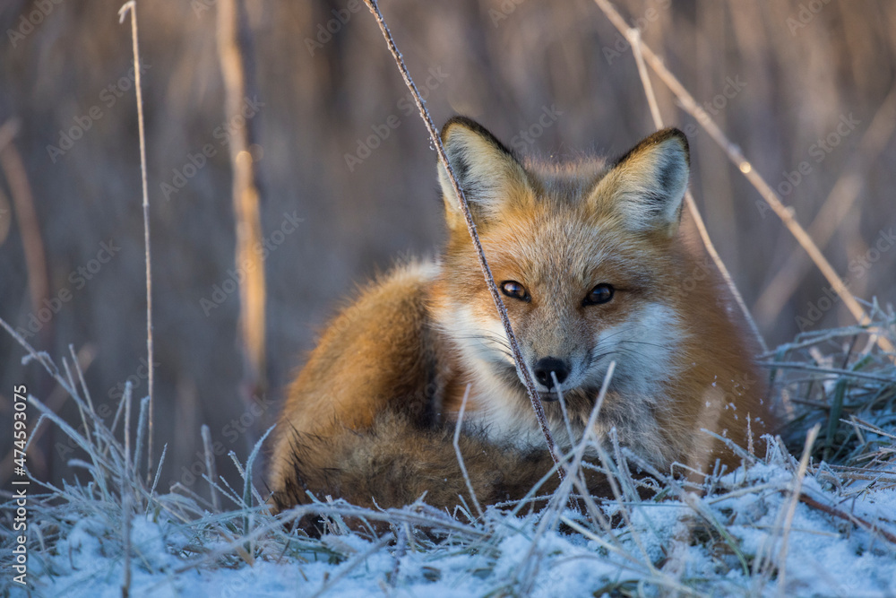 Obraz premium American red fox (Vulpes vulpes) in winter
