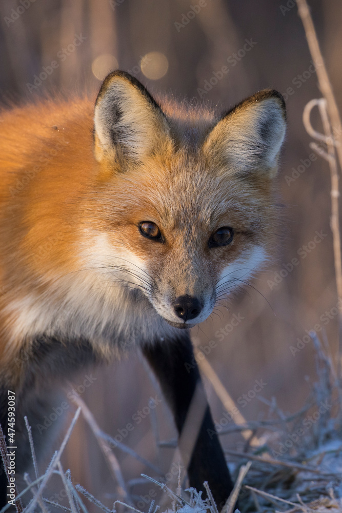 Fototapeta premium American red fox (Vulpes vulpes) in winter