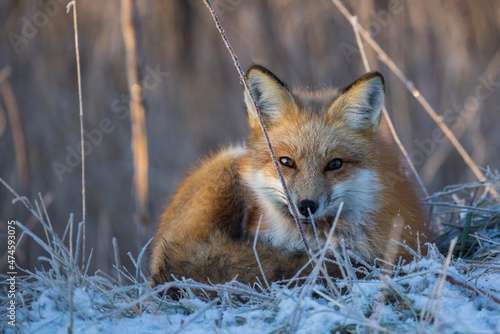 American red fox (Vulpes vulpes) in winter © Mircea Costina