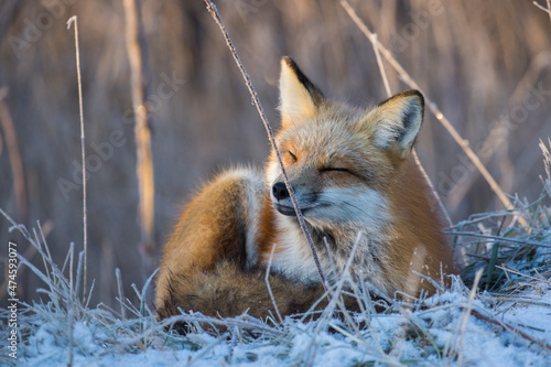 Fototapeta Naklejka Na Ścianę i Meble -  American red fox (Vulpes vulpes) in winter