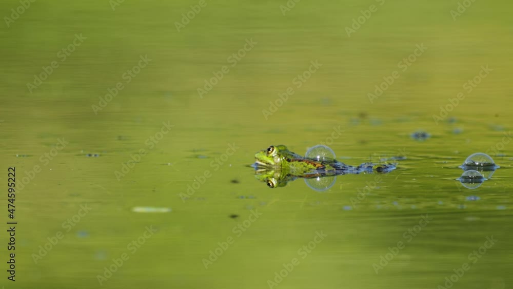 green frog in the swamp. video of amphibians that can live on land and water. Malayan giant toad frog or river toad. green frog in the swamp. video of amphibians that can live on land and water. Malayan giant toad frog or river toad.