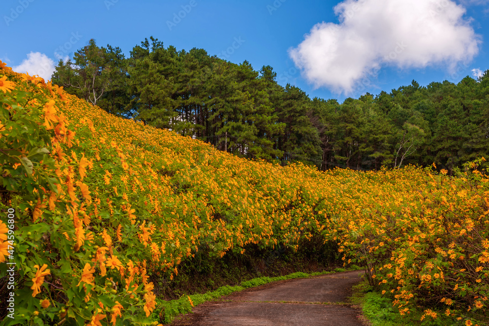 Naklejka premium yellow mexican sunflower field on the hill