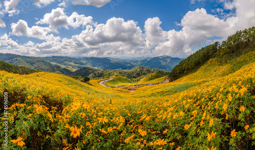 Beautiful landmark fo    Mea hong son    province yellow mexican sunflower field on the hill at Doi mae u kor 