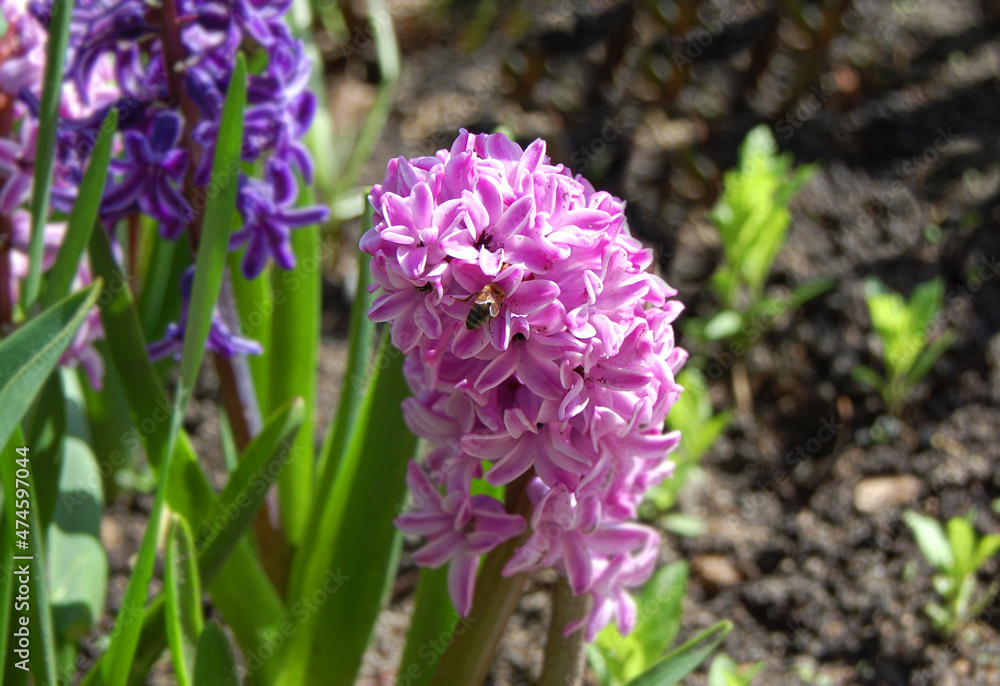 Fresh hyacinth flower Fresh hyacinth flower