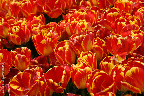 Red hot tulips in bloom